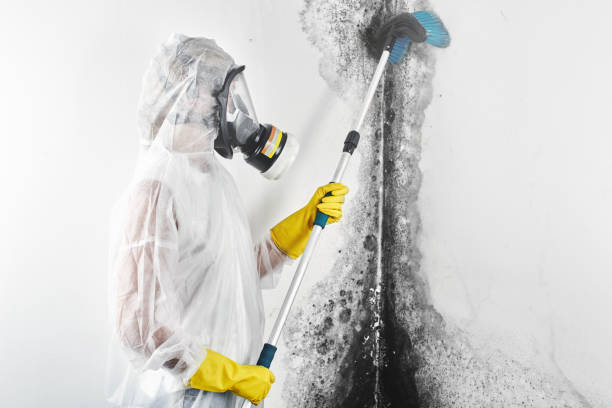 Best Forensic Mold Investigation  in Piketon, OH
