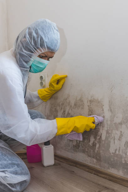 Best Mold Damage Restoration  in Piketon, OH